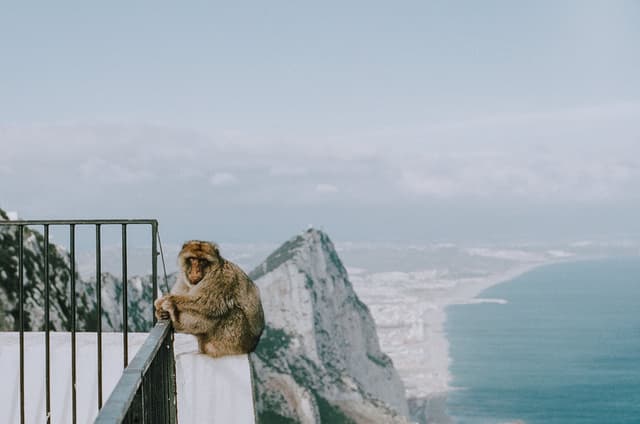 A monkey sits on a balcony with the Rock of Gibraltar in the background