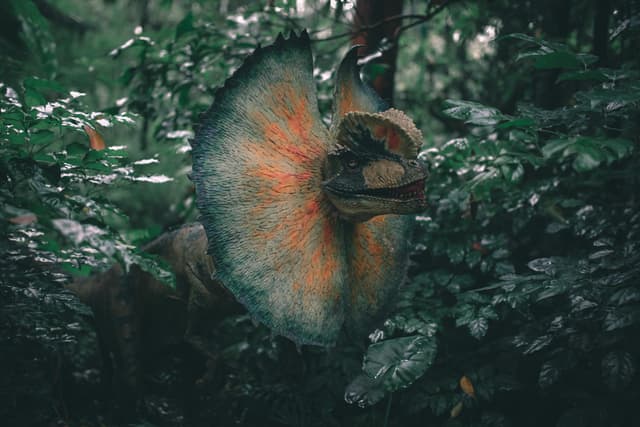 Frill necked lizard with frill extended