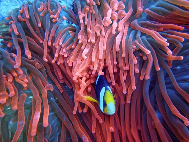 Clownfish in a pink sea anemone