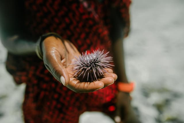 A person holding a sea urchin