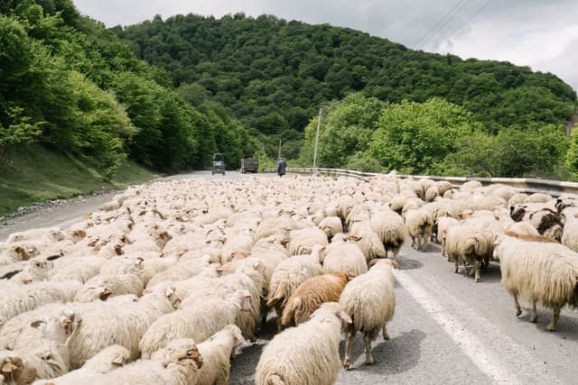 A flock of sheep on a road with wooded hills in the background