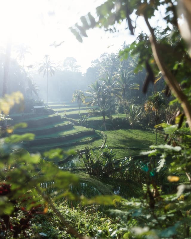 Terraced rice paddies with palm trees beside